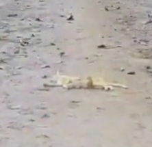 Part2 Animals Rescue #dogrescue #rescuedog #dogsofttiktok #foryoupage #foryou #dogs