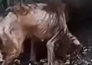 Part2 Animals Rescue #dogrescue #rescuedog #dogsofttiktok #foryoupage #foryou #dogs