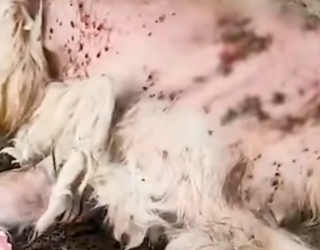 Part2 Animals Rescue #dogrescue #rescuedog #dogsofttiktok #foryoupage #foryou #dogs