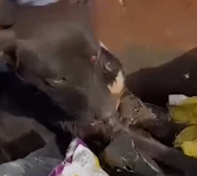 Part2 Animals Rescue #dogrescue #rescuedog #dogsofttiktok #foryoupage #foryou #dogs