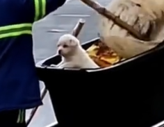 Part2 Animals Rescue #dogrescue #rescuedog #dogsofttiktok #foryoupage #foryou #dogs