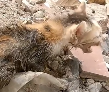 Part2 Animals Rescue #dogrescue #rescuedog #dogsofttiktok #foryoupage #foryou #dogs