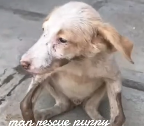 Part2 Animals Rescue #dogrescue #rescuedog #dogsofttiktok #foryoupage #foryou #dogs