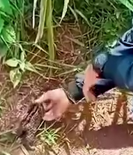 Part2 Animals Rescue #dogrescue #rescuedog #dogsofttiktok #foryoupage #foryou #dogs