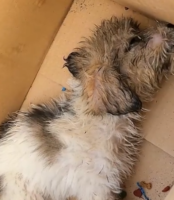 Part2 Animals Rescue #dogrescue #rescuedog #dogsofttiktok #foryoupage #foryou #dogs