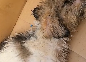 Part2 Animals Rescue #dogrescue #rescuedog #dogsofttiktok #foryoupage #foryou #dogs