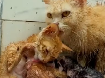 Part2 Animals Rescue #dogrescue #rescuedog #dogsofttiktok #foryoupage #foryou #dogs