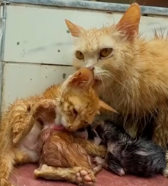 Part2 Animals Rescue #dogrescue #rescuedog #dogsofttiktok #foryoupage #foryou #dogs