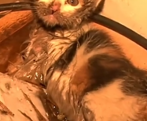 Part2 Animals Rescue #dogrescue #rescuedog #dogsofttiktok #foryoupage #foryou #dogs