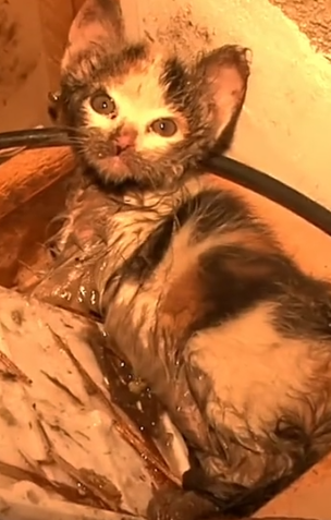 Part2 Animals Rescue #dogrescue #rescuedog #dogsofttiktok #foryoupage #foryou #dogs