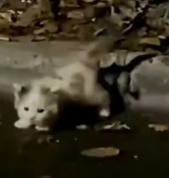 Part2 Animals Rescue #dogrescue #rescuedog #dogsofttiktok #foryoupage #foryou #dogs