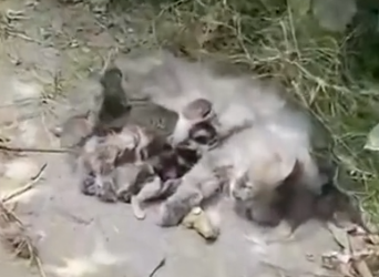 Part2 Animals Rescue #dogrescue #rescuedog #dogsofttiktok #foryoupage #foryou #dogs