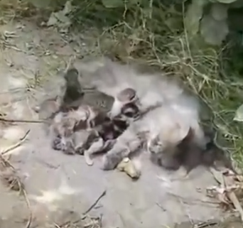 Part2 Animals Rescue #dogrescue #rescuedog #dogsofttiktok #foryoupage #foryou #dogs