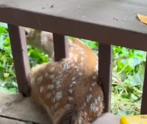 Part2 Animals Rescue #dogrescue #rescuedog #dogsofttiktok #foryoupage #foryou #dogs