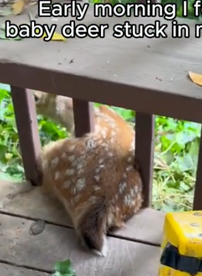 Part2 Animals Rescue #dogrescue #rescuedog #dogsofttiktok #foryoupage #foryou #dogs