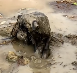 Part2 Animals Rescue #dogrescue #rescuedog #dogsofttiktok #foryoupage #foryou #dogs