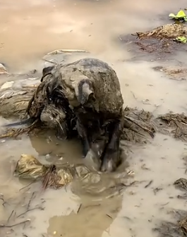 Part2 Animals Rescue #dogrescue #rescuedog #dogsofttiktok #foryoupage #foryou #dogs