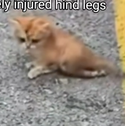 Part2 Animals Rescue #dogrescue #rescuedog #dogsofttiktok #foryoupage #foryou #dogs