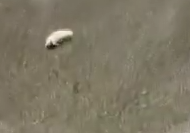 Part2 Animals Rescue #dogrescue #rescuedog #dogsofttiktok #foryoupage #foryou #dogs