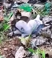 Part2 Animals Rescue #dogrescue #rescuedog #dogsofttiktok #foryoupage #foryou #dogs