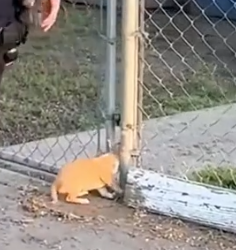 Part2 Animals Rescue #dogrescue #rescuedog #dogsofttiktok #foryoupage #foryou #dogs