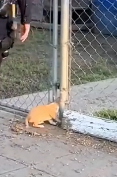 Part2 Animals Rescue #dogrescue #rescuedog #dogsofttiktok #foryoupage #foryou #dogs