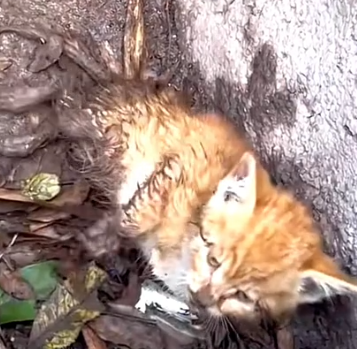 Part2 Animals Rescue #dogrescue #rescuedog #dogsofttiktok #foryoupage #foryou #dogs