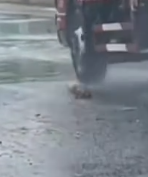 Part2 Animals Rescue #dogrescue #rescuedog #dogsofttiktok #foryoupage #foryou #dogs