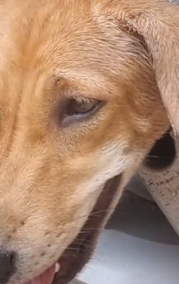Part2 Animals Rescue #dogrescue #rescuedog #dogsofttiktok #foryoupage #foryou #dogs
