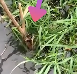 Part2 Animals Rescue #dogrescue #rescuedog #dogsofttiktok #foryoupage #foryou #dogs