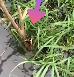 Part2 Animals Rescue #dogrescue #rescuedog #dogsofttiktok #foryoupage #foryou #dogs