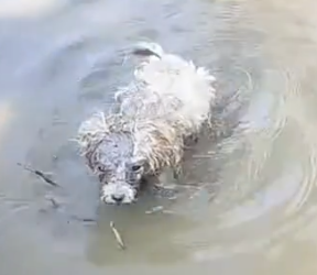 Part2 Animals Rescue #dogrescue #rescuedog #dogsofttiktok #foryoupage #foryou #dogs