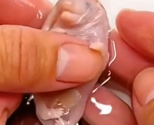 Part2 Animals Rescue #dogrescue #rescuedog #dogsofttiktok #foryoupage #foryou #dogs