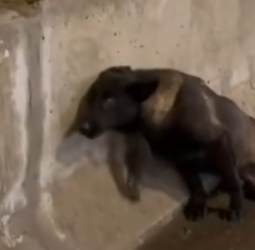 Part2 Animals Rescue #dogrescue #rescuedog #dogsofttiktok #foryoupage #foryou #dogs