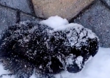 Part2 Animals Rescue #dogrescue #rescuedog #dogsofttiktok #foryoupage #foryou #dogs