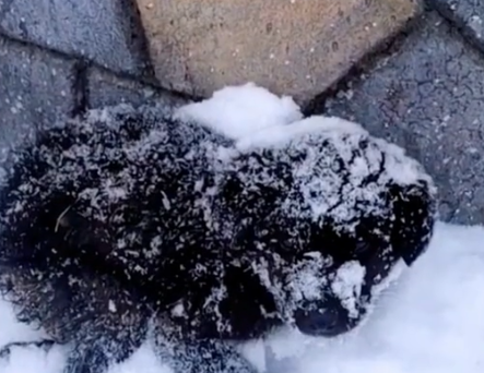 Part2 Animals Rescue #dogrescue #rescuedog #dogsofttiktok #foryoupage #foryou #dogs