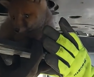 Part2 Animals Rescue #dogrescue #rescuedog #dogsofttiktok #foryoupage #foryou #dogs