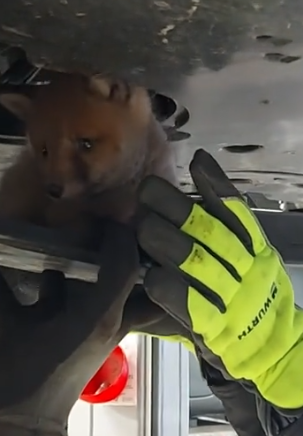 Part2 Animals Rescue #dogrescue #rescuedog #dogsofttiktok #foryoupage #foryou #dogs