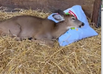 Part2 Animals Rescue #dogrescue #rescuedog #dogsofttiktok #foryoupage #foryou #dogs