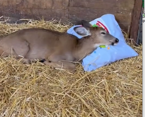 Part2 Animals Rescue #dogrescue #rescuedog #dogsofttiktok #foryoupage #foryou #dogs