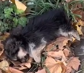 Part2 Animals Rescue #dogrescue #rescuedog #dogsofttiktok #foryoupage #foryou #dogs