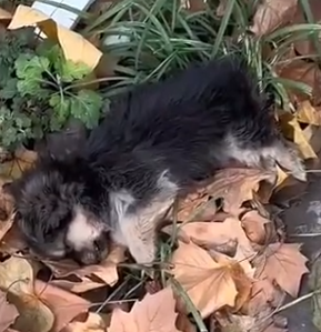 Part2 Animals Rescue #dogrescue #rescuedog #dogsofttiktok #foryoupage #foryou #dogs