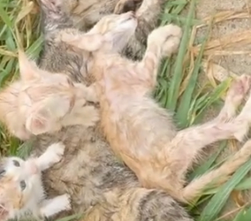 Part2 Animals Rescue #dogrescue #rescuedog #dogsofttiktok #foryoupage #foryou #dogs