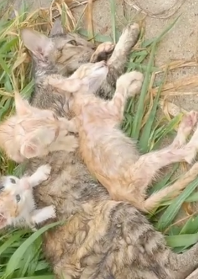 Part2 Animals Rescue #dogrescue #rescuedog #dogsofttiktok #foryoupage #foryou #dogs