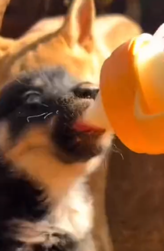 Part2 Animals Rescue #dogrescue #rescuedog #dogsofttiktok #foryoupage #foryou #dogs