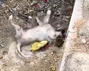 Part2 Animals Rescue #dogrescue #rescuedog #dogsofttiktok #foryoupage #foryou #dogs