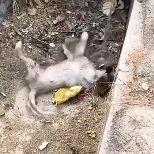 Part2 Animals Rescue #dogrescue #rescuedog #dogsofttiktok #foryoupage #foryou #dogs