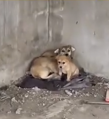 Part2 Animals Rescue #dogrescue #rescuedog #dogsofttiktok #foryoupage #foryou #dogs