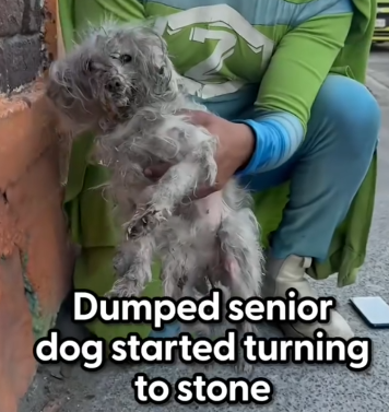 Part2 Animals Rescue #dogrescue #rescuedog #dogsofttiktok #foryoupage #foryou #dogs