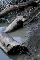 Part2 Animals Rescue #dogrescue #rescuedog #dogsofttiktok #foryoupage #foryou #dogs